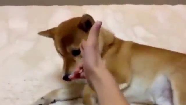 Smart Shiba Inu Know to Play Tricks: BANG! смотреть онлайн