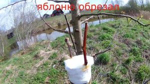 прививка яблони на грушу и груши на яблоню