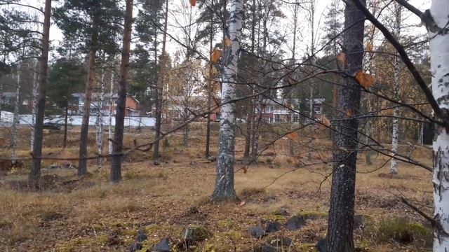 Сосновый парк на берегу озера в центральной Финляндии. Прогулка поздней осенью. смотреть онлайн