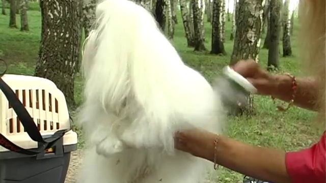 O TEX кто рядом  мальтезе  2013 BLESK ZOLOSTALI SHCHEYKH