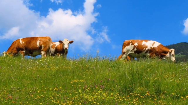 КАК ОБРАЗУЕТСЯ МОЛОКО ? смотреть онлайн