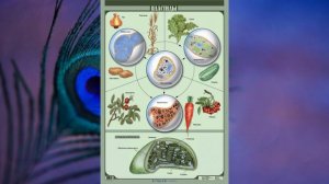 §3 "Строение растительной и животной клеток", Биология 6 класс, Сивоглазов