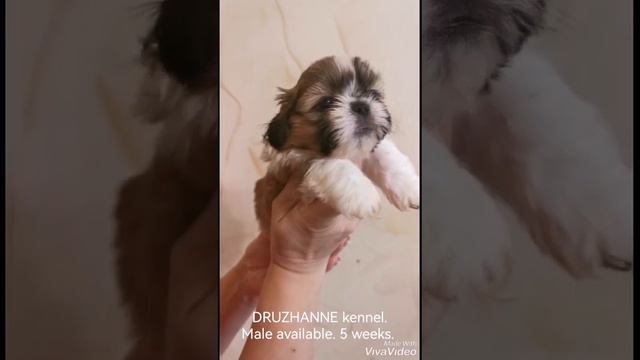 1 Мальчик ши тцу золото на белом свободен смотреть онлайн