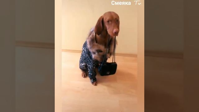 Подборка приколы С Собаками смотреть онлайн