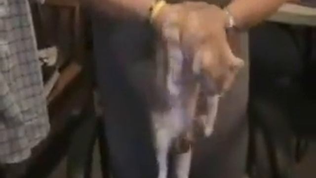 Cody Cat Dances! смотреть онлайн