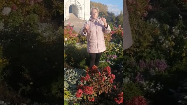 Когда черенкуем гортензии?Цветение гортензий в первый год посадки. смотреть онлайн