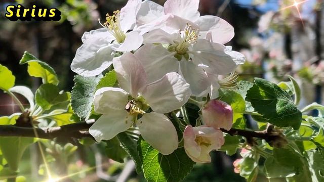 Знаки зодиака, на которых можно положиться смотреть онлайн