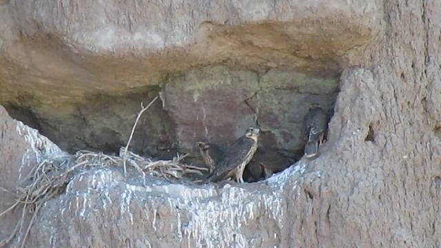 PF Fledglings 03 смотреть онлайн