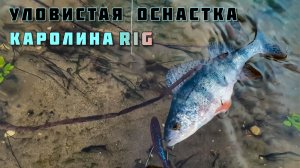 КАРОЛИНСКАЯ ОСНАСТКА В ДЕЛЕ! УЛОВИСТАЯ ДЖИГОВАЯ ПРОВОДКА и ЛОВЛЯ ОКУНЯ, рыбалка осенью в ноябре 2020