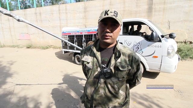 Колбаса вместо дротиков. Собак в Улан-Удэ ловят по-новому смотреть онлайн