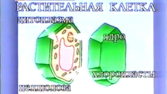 Клетки организма строение, функции, размножение, виды клеток - развивающее видео для детей смотреть онлайн