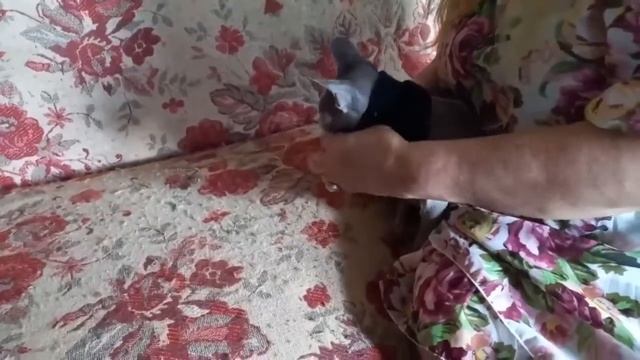 ОДЕЖДА ДЛЯ СФИНКСА своими руками. смотреть онлайн