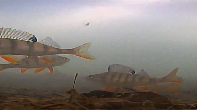 ЛОВЛЯ ОКУНЯ на НОВУЮ БЕЗМОТЫЛКУ 🎣 #рыбалка #охота смотреть онлайн