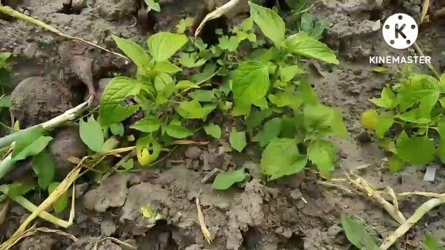 #дача #уборкалука Убираю лук/Дача/31.07.22/+25 смотреть онлайн