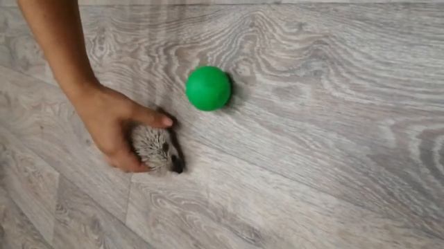 Сколько едят африканские ежи смотреть онлайн