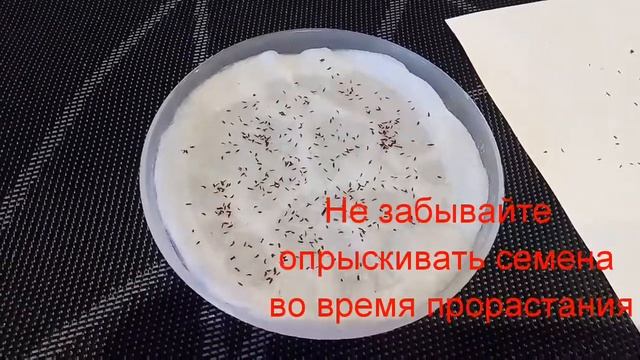 Выращивание семенами рододендрона Хельсинки университет. Часть 1 смотреть онлайн