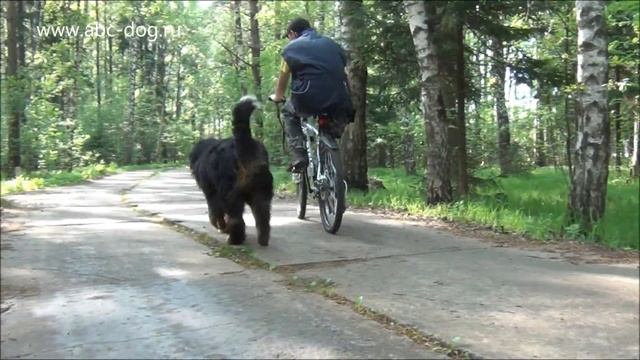 Бернский зенненхунд Виконт смотреть онлайн