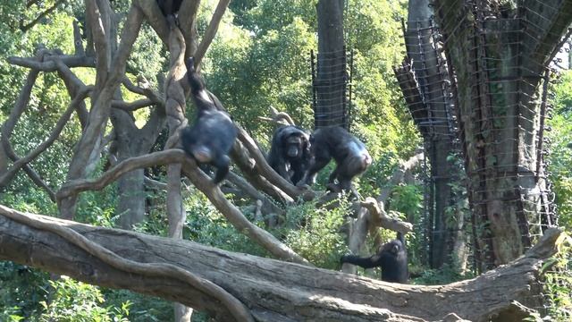 ?Happy forest/HARU and GO like sisters 幸せの森 姉妹みたいなハルちゃんゴウちゃん Chimpanzee Yokohama Zoorasia смотреть онлайн