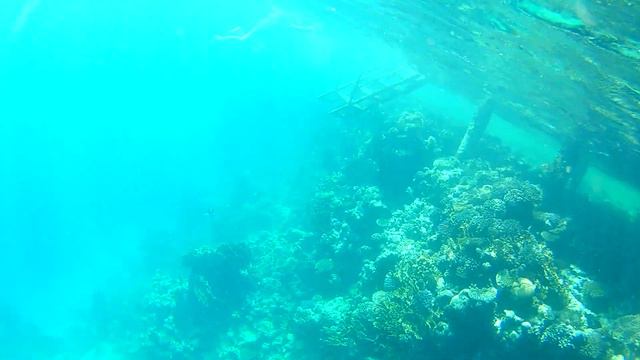 Красота и багатство подводного мира Красного моря 2 смотреть онлайн