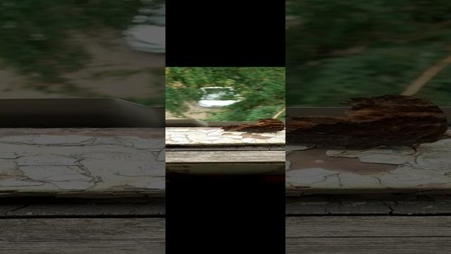 Прилетела Бабочка