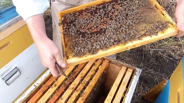 Сравнение пород карника и бакфаст в конце сезона. Карника тройзек, бакфаст b-80, f-2 смотреть онлайн