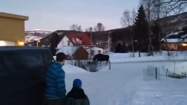 Elg i hagen смотреть онлайн