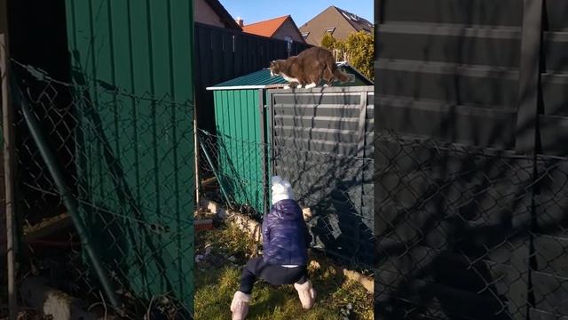 Пришёл кот в огород (часть2) смотреть онлайн