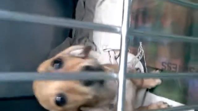 Dachshund Girl Pup Savvy смотреть онлайн
