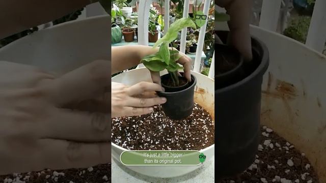 Repotting My Syngonium Albo #hardyplants #syngoniumalbo #houseplants