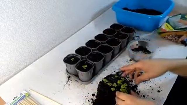 Колеус из семян. Пикировка смотреть онлайн
