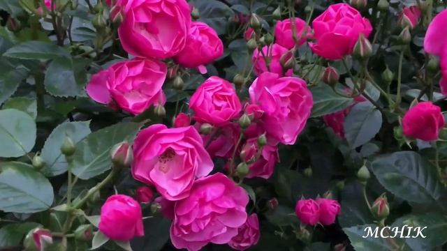 Роза Angela смотреть онлайн