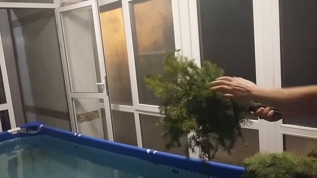 Обзор пихтовых веников смотреть онлайн