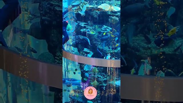 🌱 Самый большой аквариум в Европе 🌏(внесён в книгу рекордов) с его обителями 👀 смотреть онлайн