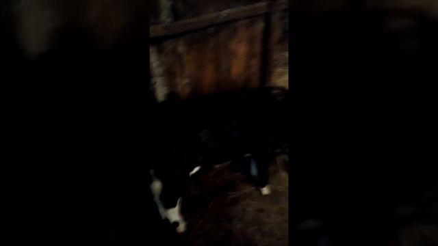 Купил бычка смотреть онлайн