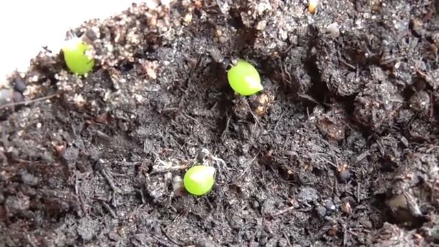Кактусы из семян в банке смотреть онлайн