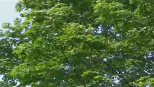 КРАСОТА РУССКОЙ ПРИРОДЫ ( БЕРЁЗЫ) смотреть онлайн