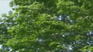 КРАСОТА РУССКОЙ ПРИРОДЫ ( БЕРЁЗЫ)