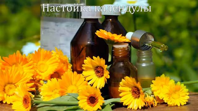 Календула ноготки рецепты лечения комнатными растениями смотреть онлайн