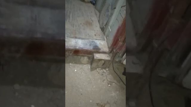 Судан ??. верблюжий паук. смотреть онлайн