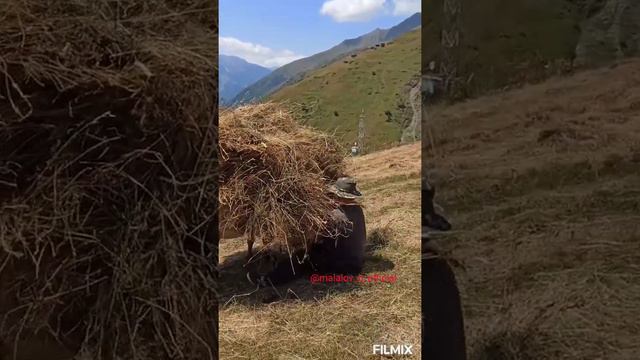 Сенекос в горах, Кардиб, Тляратинский район, р. Дагестан, смотреть онлайн