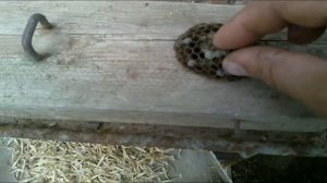 Уничтожение осиного гнезда народными средствами