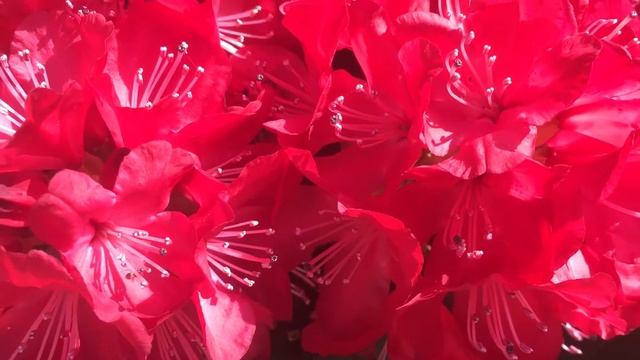 Рододендрон Владислав Ягелло