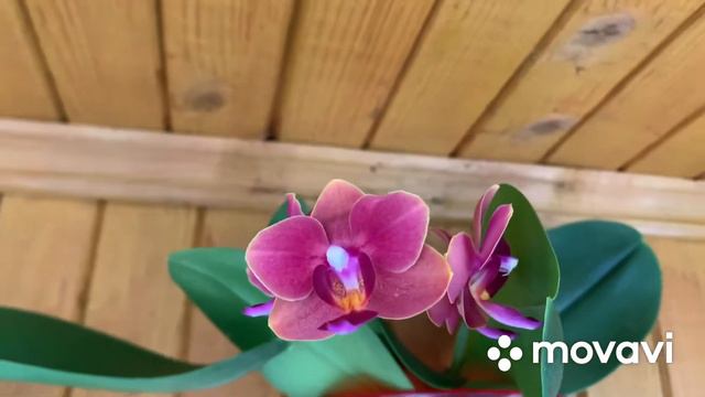 Орхидеи на балконе смотреть онлайн