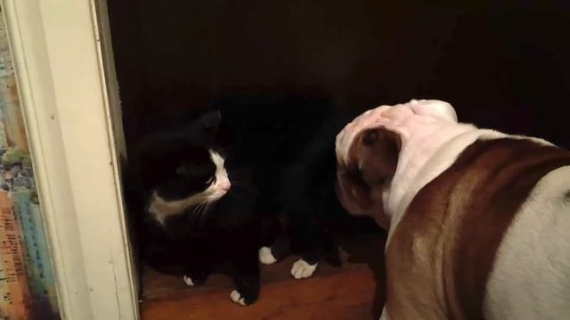 Английский бульдог и кот