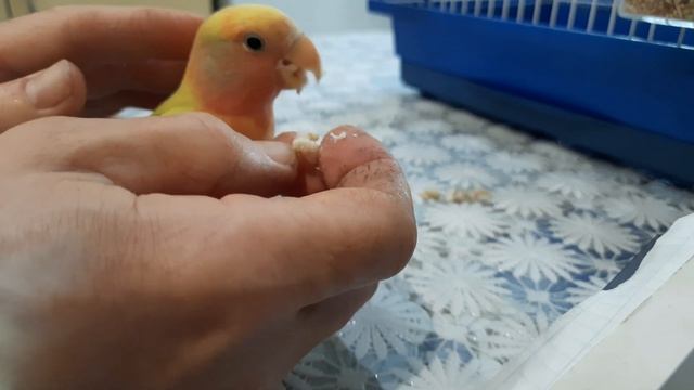 Приручаем и кормим неразлучника Пусю. смотреть онлайн