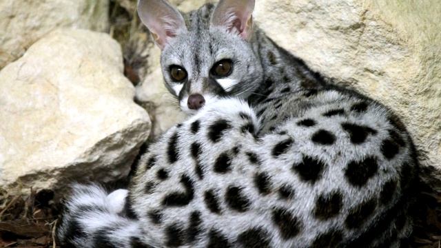 Генетта - интересные факты смотреть онлайн