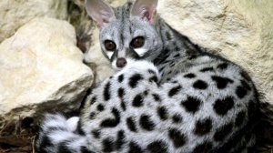 Генетта - интересные факты