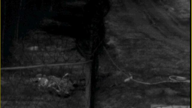 Тепловизор. Периметр. Заяц. смотреть онлайн