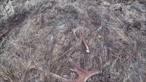 Сбор лосиных рогов, гуляем по окрестностям.