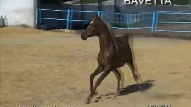 Arabian Filly Bavetta for sale (may 2010) смотреть онлайн